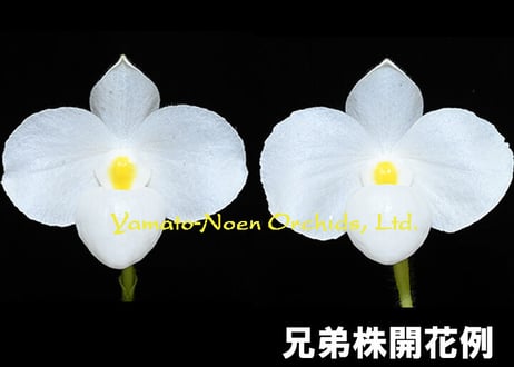Paph. delenatii fma. albinum x sibling 実生未開花株（開花サイズ）
