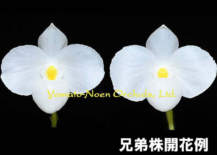 6312c7adf0b1086ae8c0ea2a