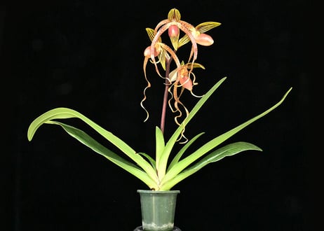 Paph. Chiu Hua Dancer 花付き株