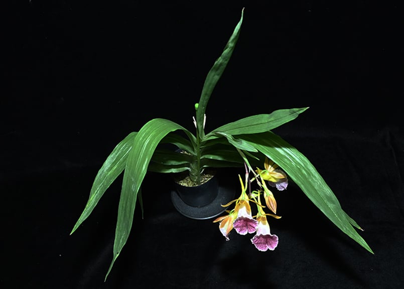 Galeandra greenwoodiana 初花付き株 | 大和農園洋蘭部