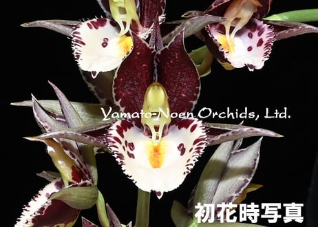 Ctsm. (De Etta Harris  x Melana Davison) ツボミ2芽付き株（既開花株）