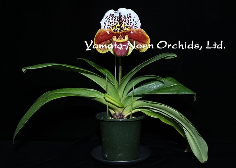 Paph. Funky World 花付き株 | 大和農園洋蘭部