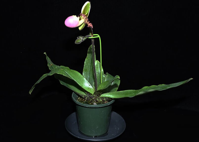 Paph. liemianum x sibling 花付き株(初花) | 大和農園洋蘭部 Paph. liemianum x sibling 花付き株(初花) | 大和農園洋蘭部