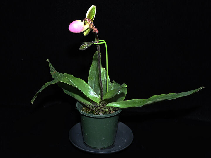 Paph. liemianum x sibling 花付き株（初花） | 大和農園洋蘭部