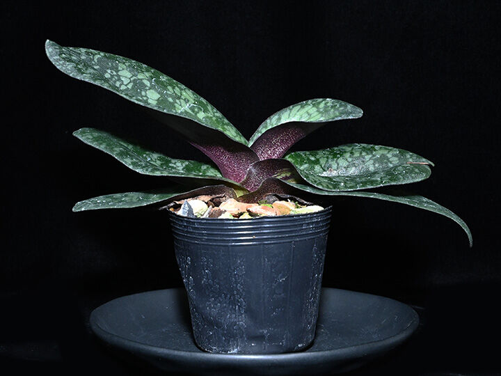 セール中…ツァオ・シーウェン直筆サイン入り超大型写真…香港姉妹  