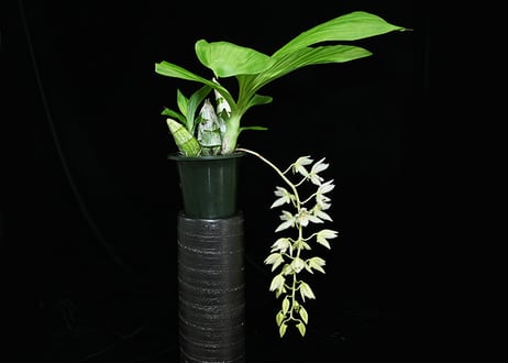 Clo. (Cl. russeliana x Ctsm. tigrinum) 花付き株 （既開花）