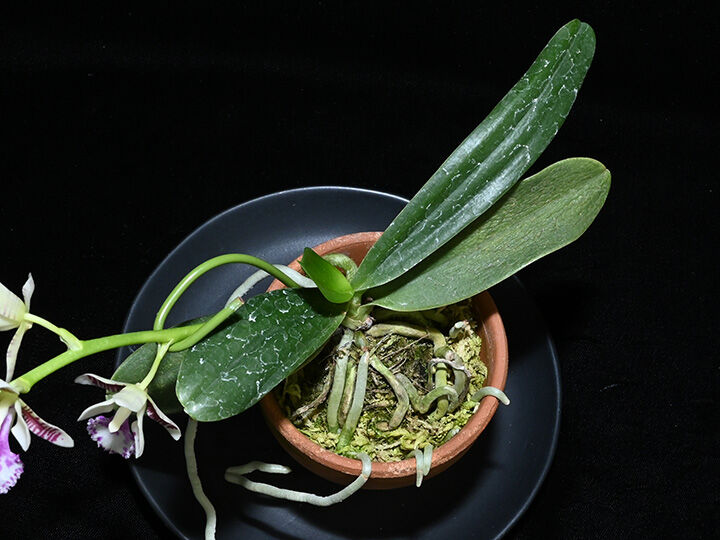 Phal. japonica(名護蘭)花付き選別個体 | 大和農園洋蘭部 Phal. japonica(名護蘭)花付き選別個体 | 大和農園洋蘭部