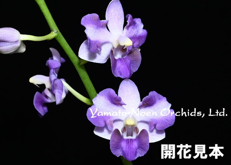 Phal. Tying Shin Blue Jay '610'(MC) 花付き株 | 大和農園洋蘭部