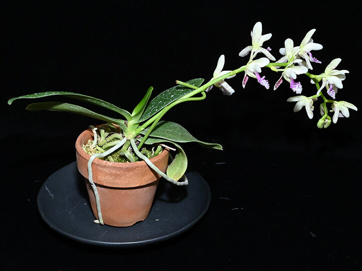 Phal. japonica（名護蘭）花付き選別個体 | 大和農園洋蘭部