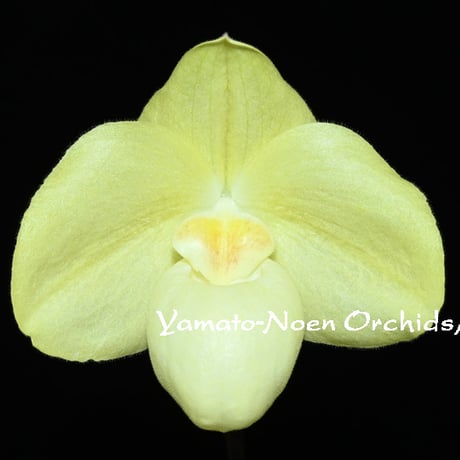 paph | STORES
