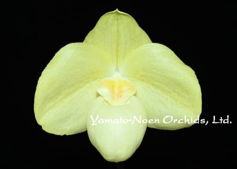 ［洋蘭原種］Phal. celebensis yellow 洋蘭原種］Phal. celebensis yellow