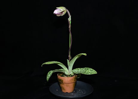 CATEGORY パフィオ原種 | 大和農園洋蘭部