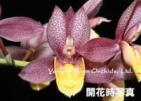 Phal. japonica（名護蘭）花付き選別個体 | 大和農園洋蘭部