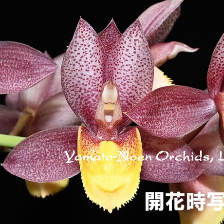 カタセタム | STORES