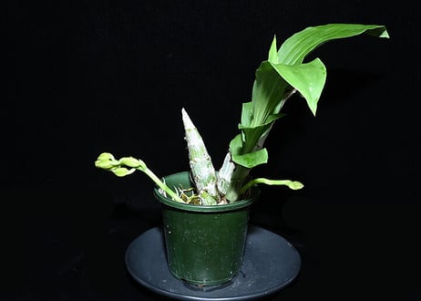 Ctsm. Graham Wood ツボミ2芽付き株（既開花株）