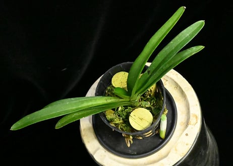Hoc. Yawi Girl (Hoc. M S Sunlight × Rhy. gigantea) 実生未開花株