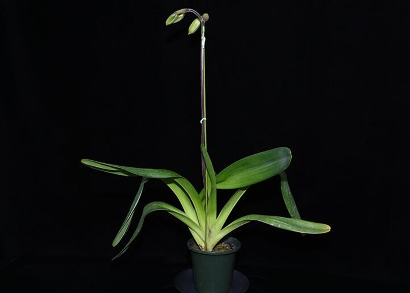 Paph. lowii × sibling ツボミ付き実生未開花株 | 大和農園洋蘭部 Paph. lowii × sibling ツボミ付き実生未開花株 | 大和農園洋蘭部