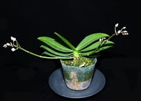 名護蘭 】希少品‼️赤花名護蘭縞 229 名護蘭 】希少品‼️赤花名護蘭縞 名護蘭 】希少品‼️赤花名護蘭縞 229 名護蘭 】希少品‼️赤花名護蘭縞