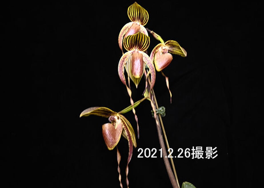 6038aa0bc19c457468bf31e6