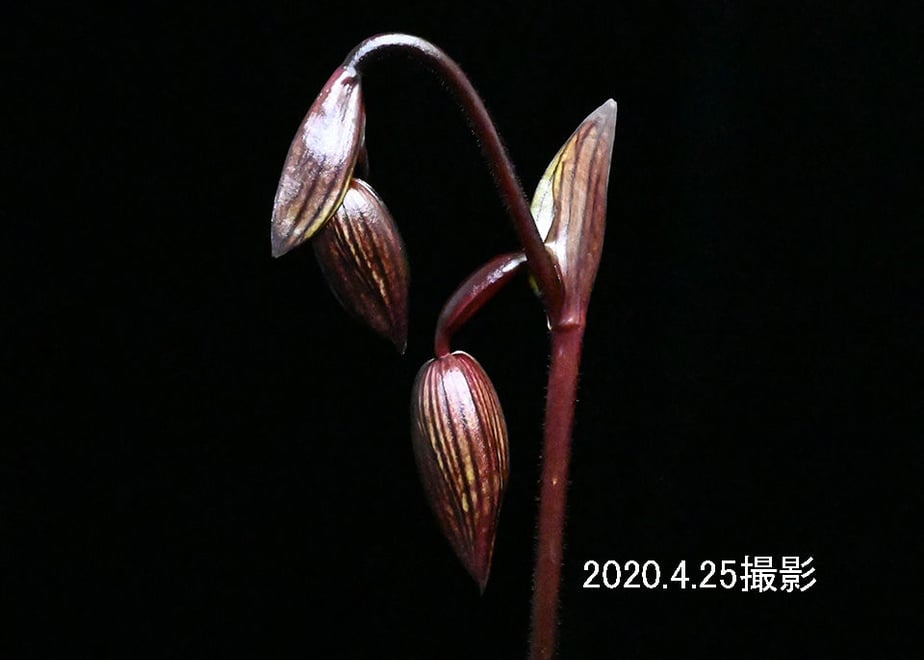 5ea3dc0434ef010636dae9b9
