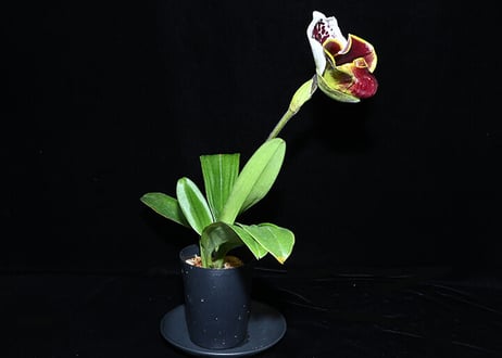 Paph. Run the World 花付き株