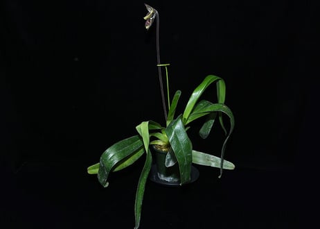 Paph. Berenice ツボミ付き株