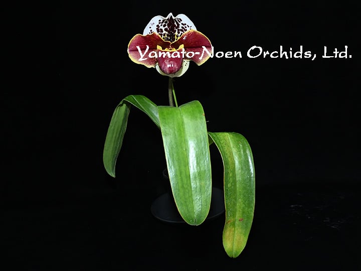 Flowering　Night　2009　全人類ノ天樂祭：中古美品 Paph. Night Market 花付き株（初花） | 大和農園洋蘭部
