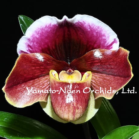 Paph. (Testarossa x Carmen Sea) 花付き株（初花）