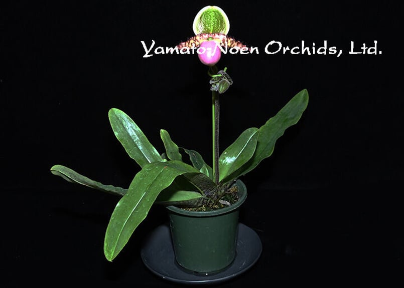 Paph. liemianum x sibling 花付き株(初花) | 大和農園洋蘭部 Paph. liemianum x sibling 花付き株(初花) | 大和農園洋蘭部