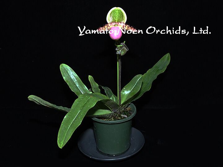 期間限定出品‼️［洋蘭原種］Paph. sanderianum x sib 期間限定出品‼️［洋蘭原種］Paph. sanderianum x sib - メルカリ