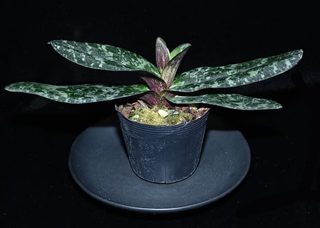 パフィオページ 第77回JOGA洋らん展 その12 パフィオペディラム｜園芸日記by