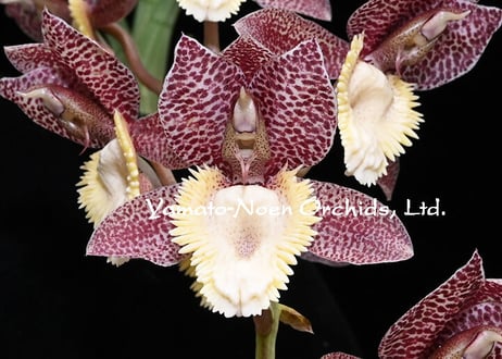 Sea Cat様◆ドライフラワー♡春 花材 mix -セゾン-（424） Sea Cat様◇ドライフラワー♡春 花材 mix -セゾン-（424）