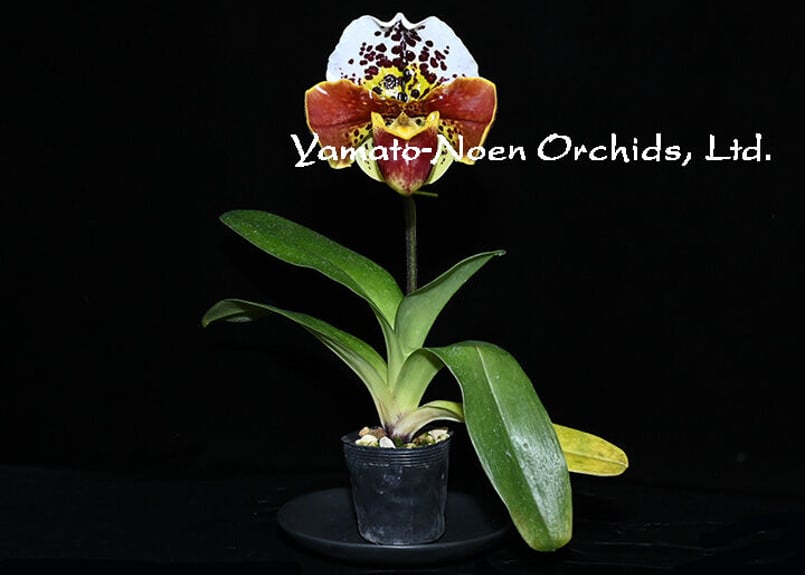 Paph. Thunder World 最新リメイク交配 初花付き株 | 大和農園洋蘭部