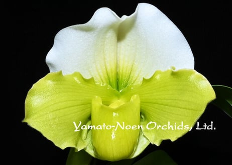 Paph. (Yosemite Valley x Emerald Lake) 実生初花（#104）