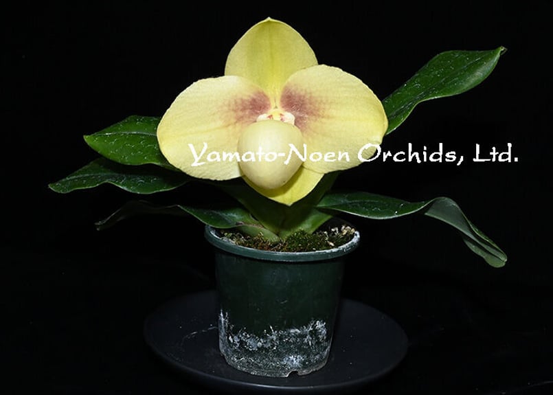 パフィオページ 年末パフィオ観賞会 その2 | No orchid, no life. ～蘭を楽しむ