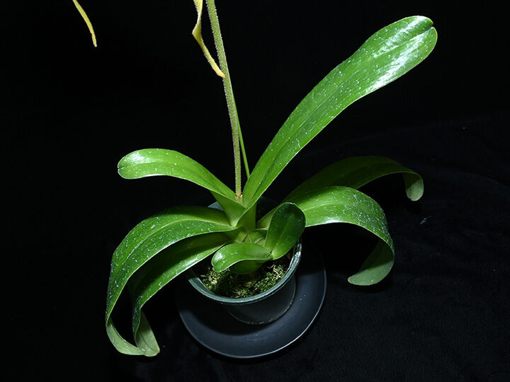 Paph. philippinense fma. alboflavum 花付き株（初花） | ...