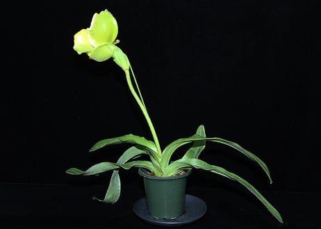 Paph. Dreadstone 実生初花（#102）