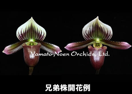 Paph. barbatum x sibling ツボミ付実生未開花株