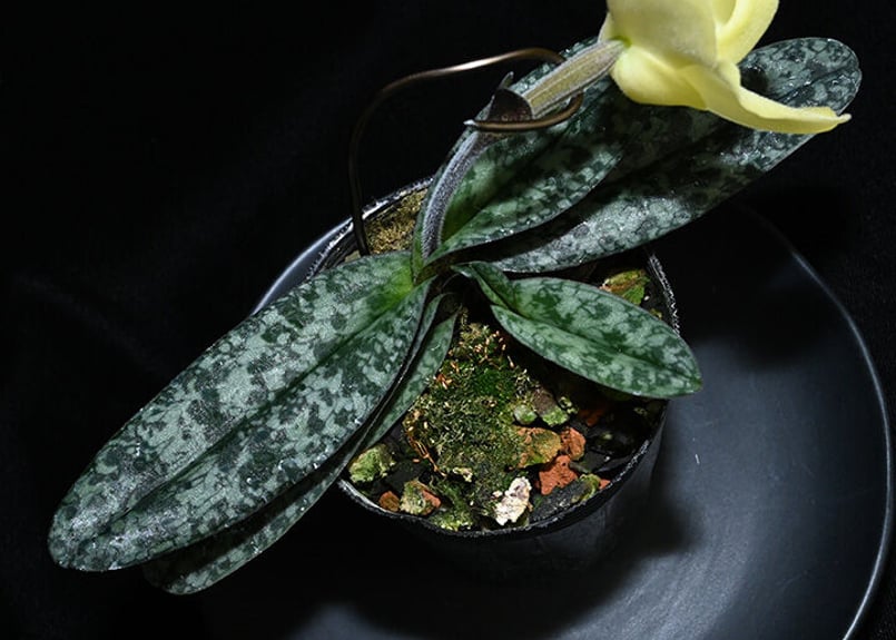 Paph. wenshanense (no spot strain) x sibling 花付