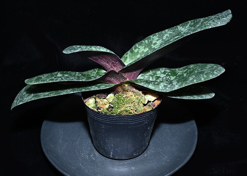 親株ラスト一本 フローレンシアエ 親株現物販売 親株ラスト一本 フローレンシアエ 親株現物販売 親株ラスト一本