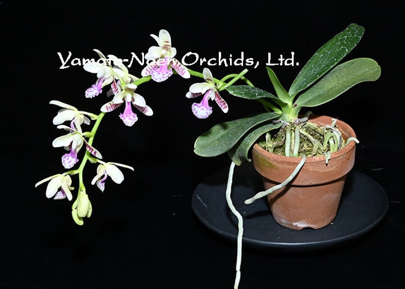 Phal. japonica（名護蘭）花付き選別個体 | 大和農園洋蘭部