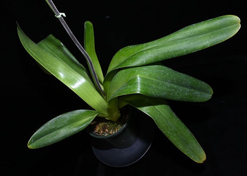 Paph. lowii × sibling ツボミ付き実生未開花株 | 大和農園洋蘭部