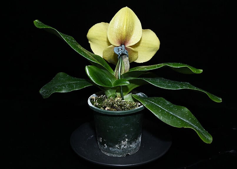 パフィオページ 年末パフィオ観賞会 その2 | No orchid, no life. ～蘭を楽しむ