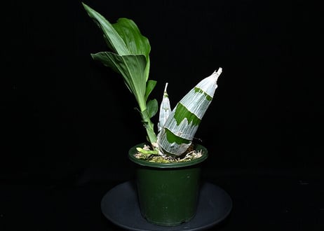 Ctsm. Dentigrianum  x sibling ツボミ２花茎付き株（既開花株）