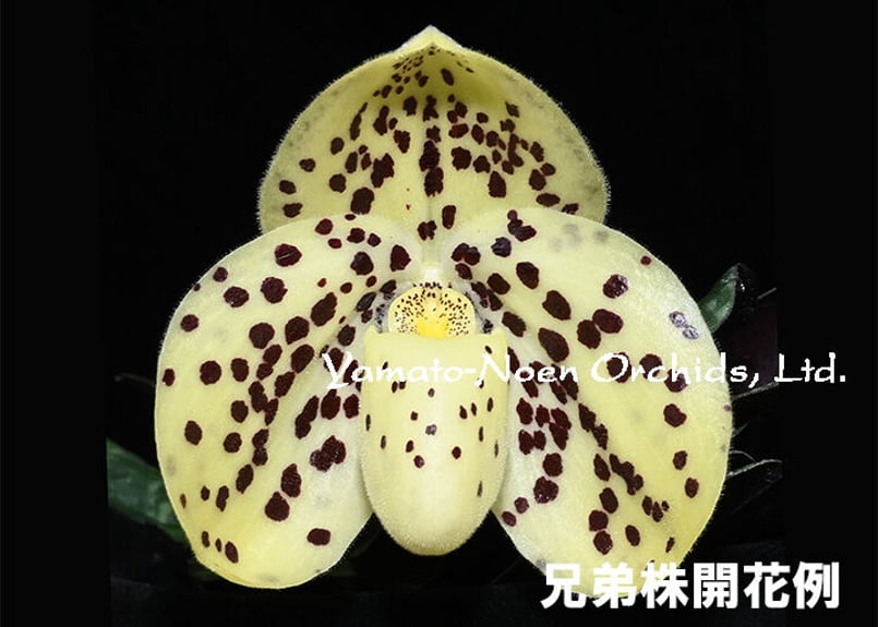 Paph. wenshanense x sibling シース付き株（初花） | 大和農園