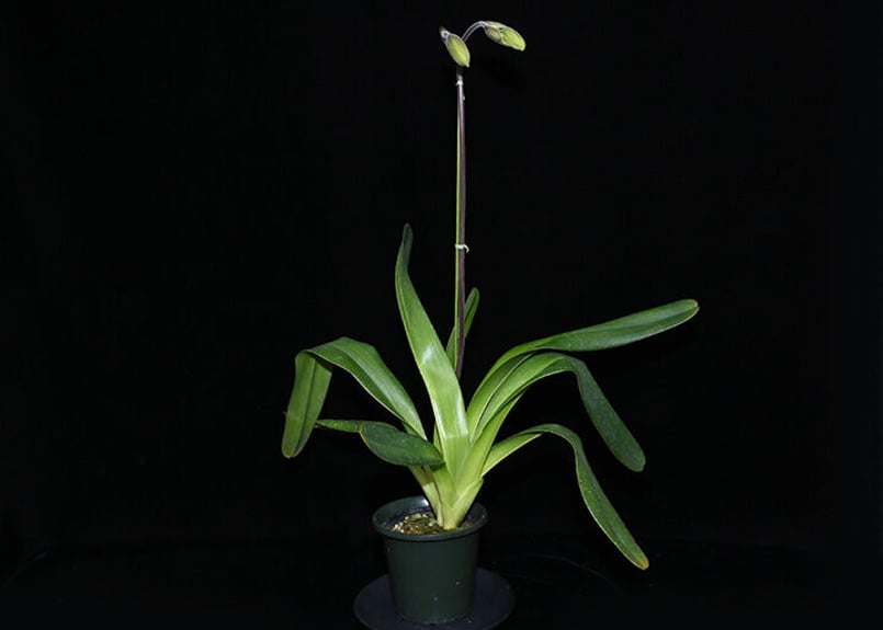 Paph. lowii × sibling ツボミ付き実生未開花株 | 大和農園洋蘭部