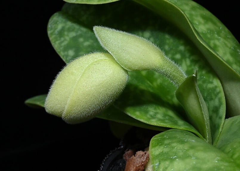 Paph. bellatulum fma. semi-album x sibling リード2 Paph. bellatulum fma. semi-album x sibling リード2