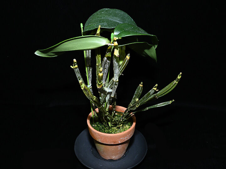 【たかはし様用】WORMED / Planisphaerium Planisphaerium | Wormed