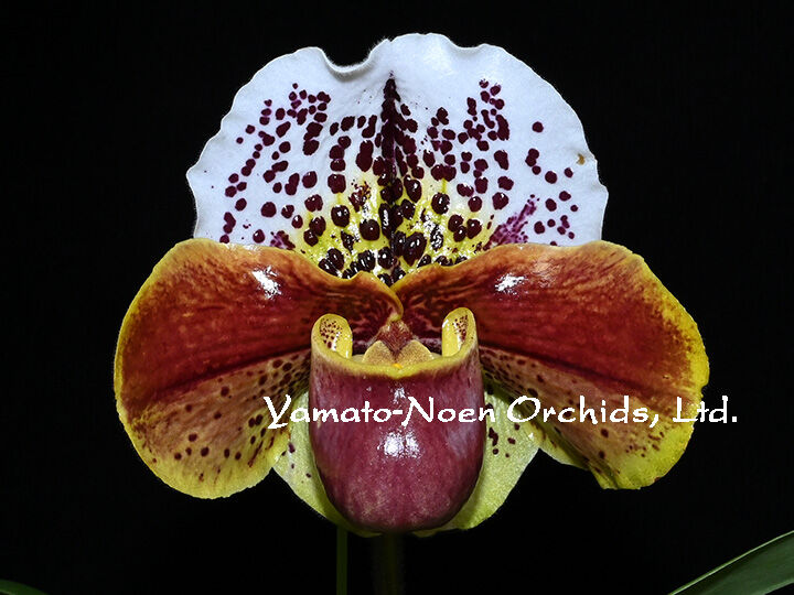 Paph. Funky World 花付き株 | 大和農園洋蘭部