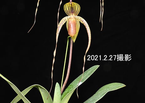 Paph. Yang-Ji Diamond 花４輪付き株